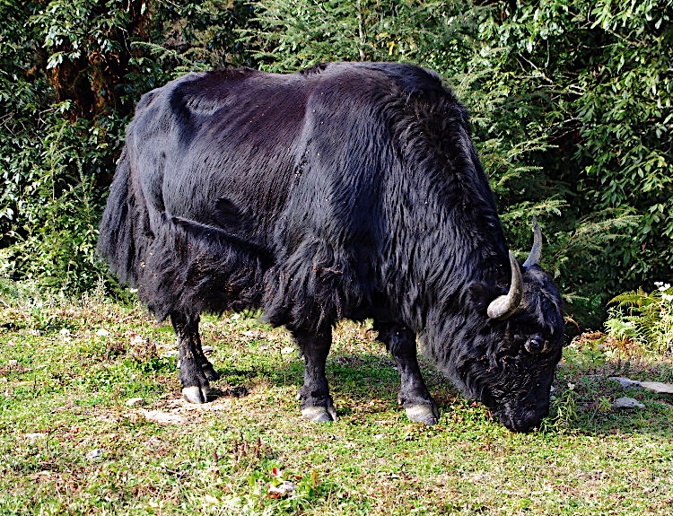 Yaks are tradtionally kept at higher altitudes, Bhutan
