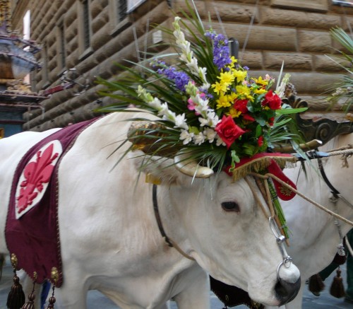 Two White Oxen Bedecked with Flowers Pull the Cart