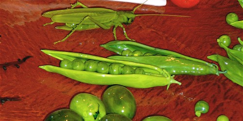 A Grasshopper Eyes a Sweet Pea Lunch