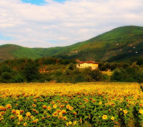 Tuscan Traveler's Fantasy Tuscany Made Reality