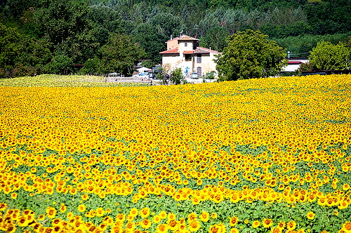 Fields of Sunflowers on the Chianti Back Roads