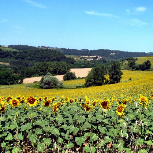 Southern Tuscany during a Sunflower Year