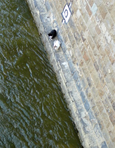 Cats on a ledge as the Arno flows past