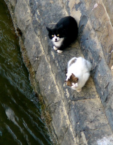 Arnie and Soot near home under Ponte alle Grazie