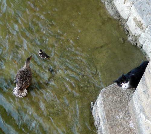 Soot and Mother Duck in a standoff