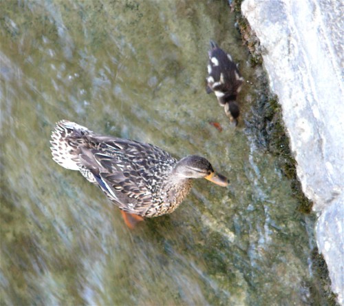 Mother Duck with only one duckling