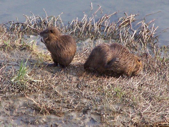 Nutria along the Arno