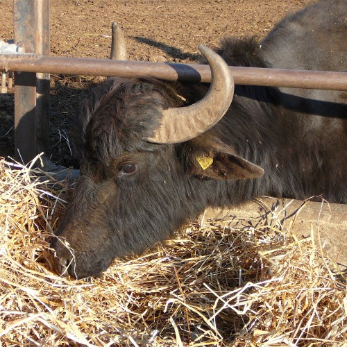 Lunch of hay, a roll in the mud, and the result - sublime mozzarella