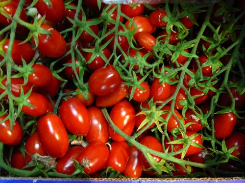 Vine-ripened datterini tomatoes - just like candy!