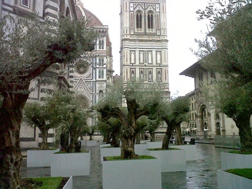 Olive trees older than any of those who enjoy getting lost in the grove