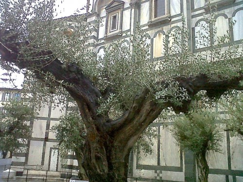 No olive hang from these carefully pruned trees (Photo by F. Boni)