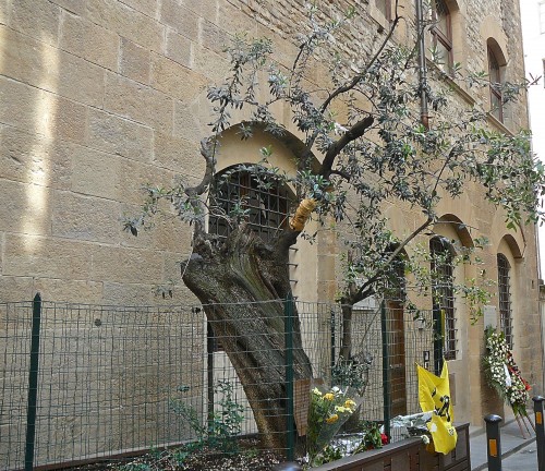 Olive tree placed in 2004 in honor of the victims