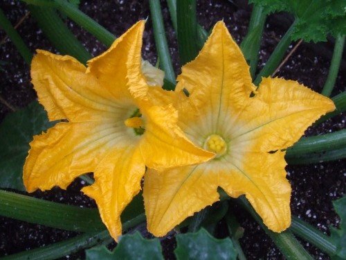 Male and female zucchini flowers (photo foodcity.com)