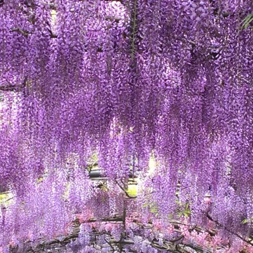 Wisteria in the Bardini Gardens (photo by Helen Bayley www.helenbayley.com)