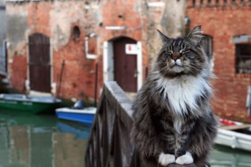 Bridge Cat (photo by Bethany)