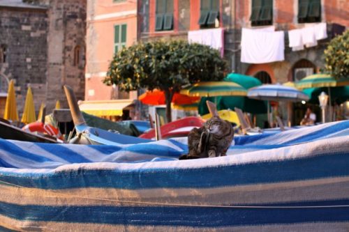 Venice BridgeCat (photo by B&J Drum)