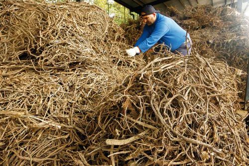 Licorice root ready to be pressed (photo pleinair.it)