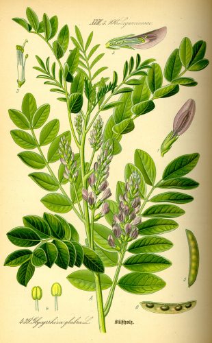 Illustration of Glycyrrhiza Glabra