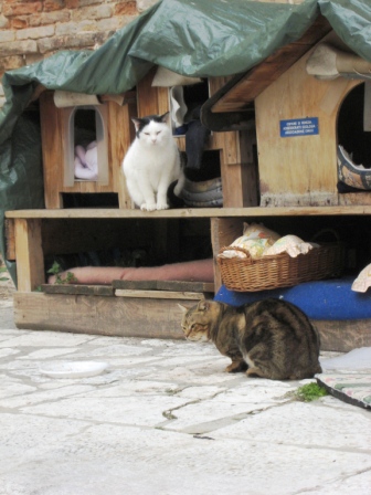 Kitty Condo by San Lorenzo Church (photo by AnnieNC)