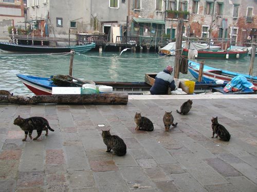 Cats by the Canal (photo from venessia.com)